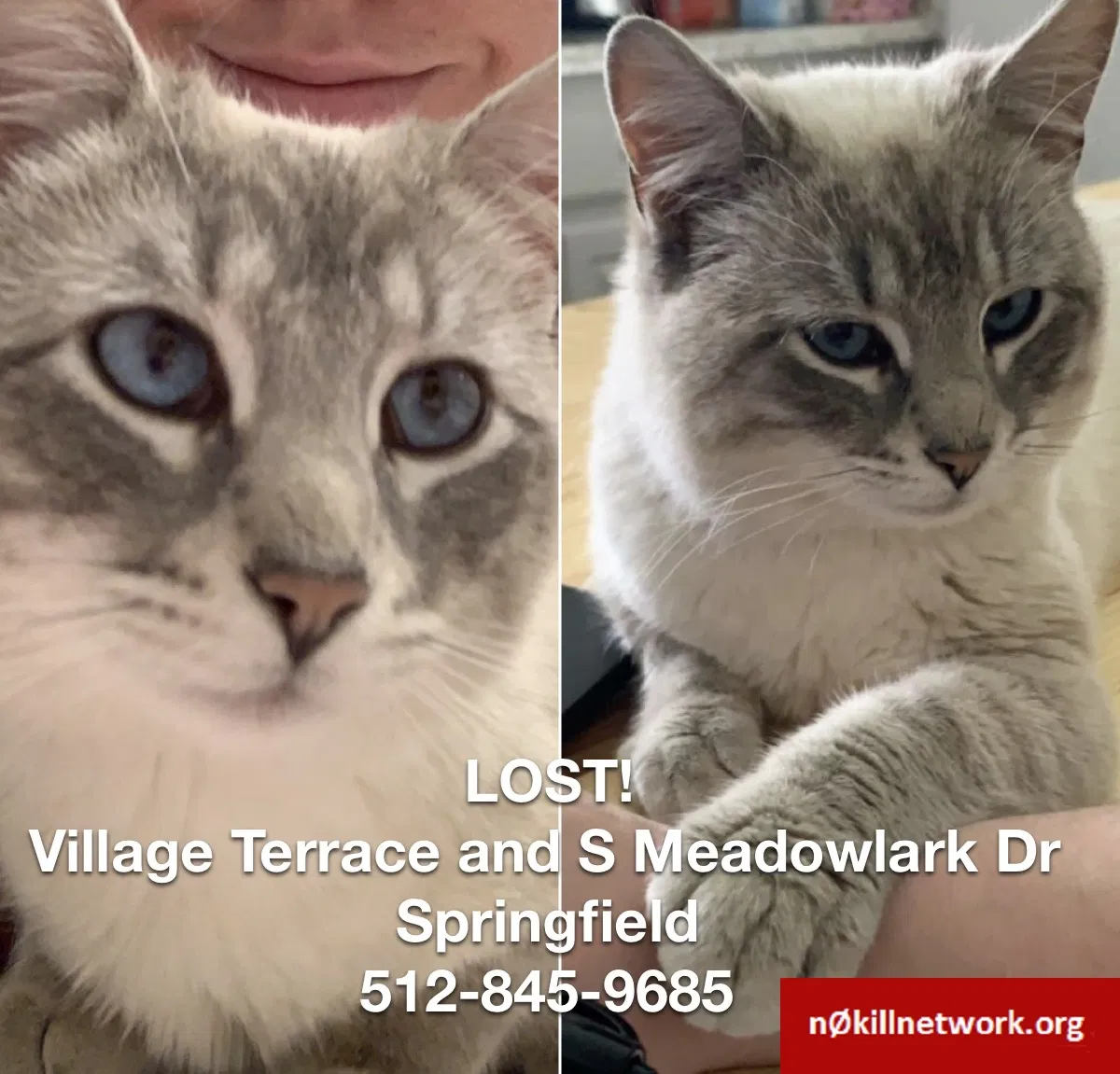 Lost cat in Springfield, MO, 65810