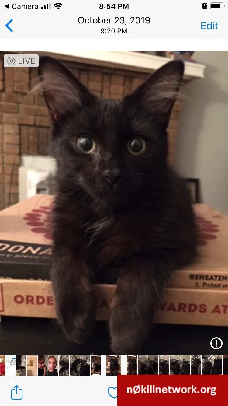 Lost cat in Columbus, OH, 43205
