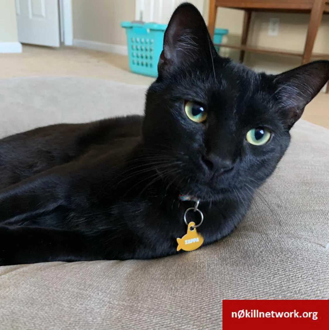 Lost cat in Golden, CO, 80401