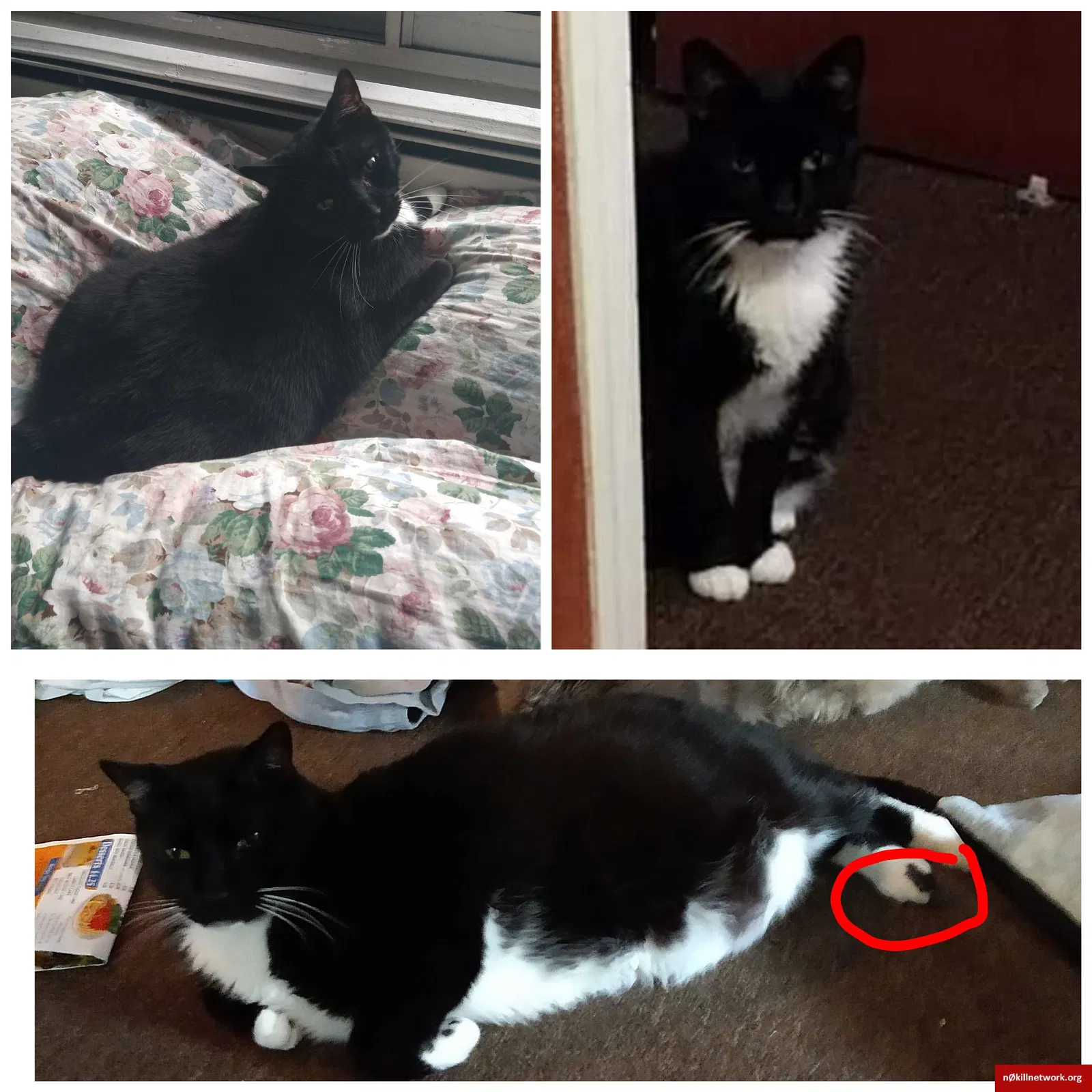 Lost cat in Norwood, PA, 19074