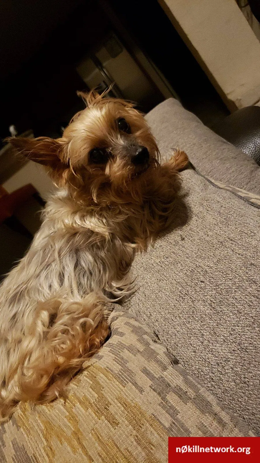 Lost dog in Kenner, LA, 70062