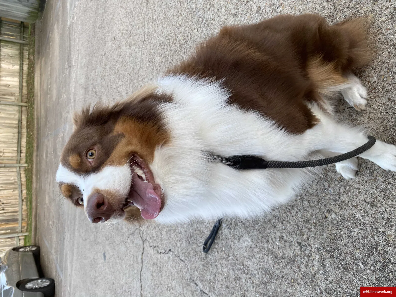 Lost dog in Bryan, TX, 77801