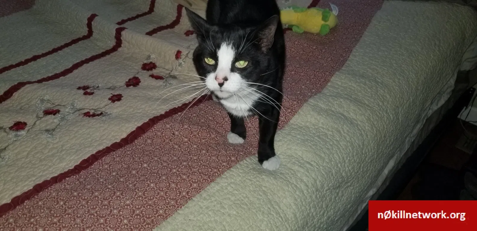 Lost cat in Atco, NJ, 8004