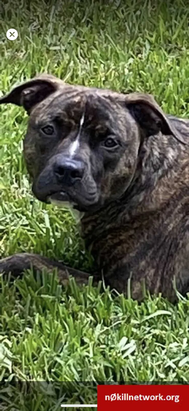 Lost dog in Orlando, FL, 32837
