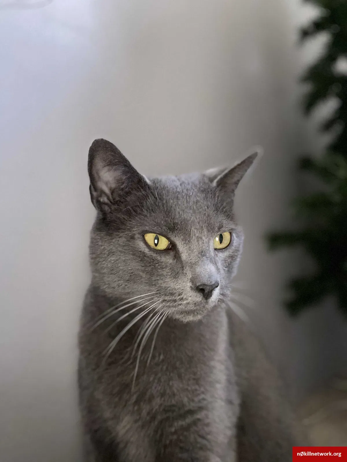 Lost cat in Cleveland, OH, 44144