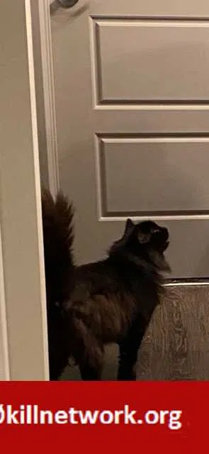 Lost cat in New Albany, OH, 43054