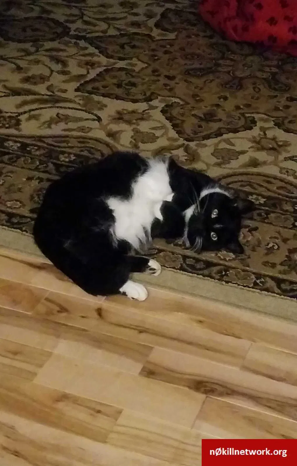 Lost cat in Essex Junction, VT, 5452