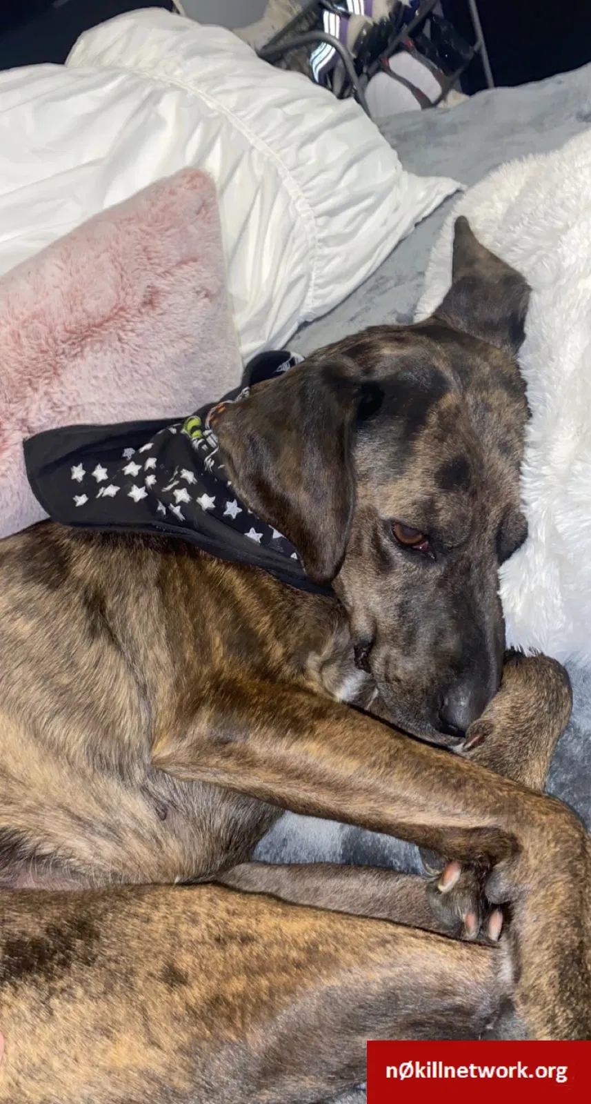 Lost dog in Luttrell, TN, 37779
