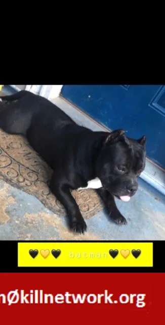 Lost dog in Clarksville, TN, 37040