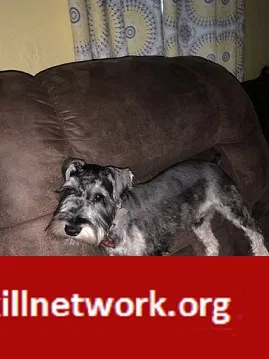 Lost dog in Clarksville, TN, 37040