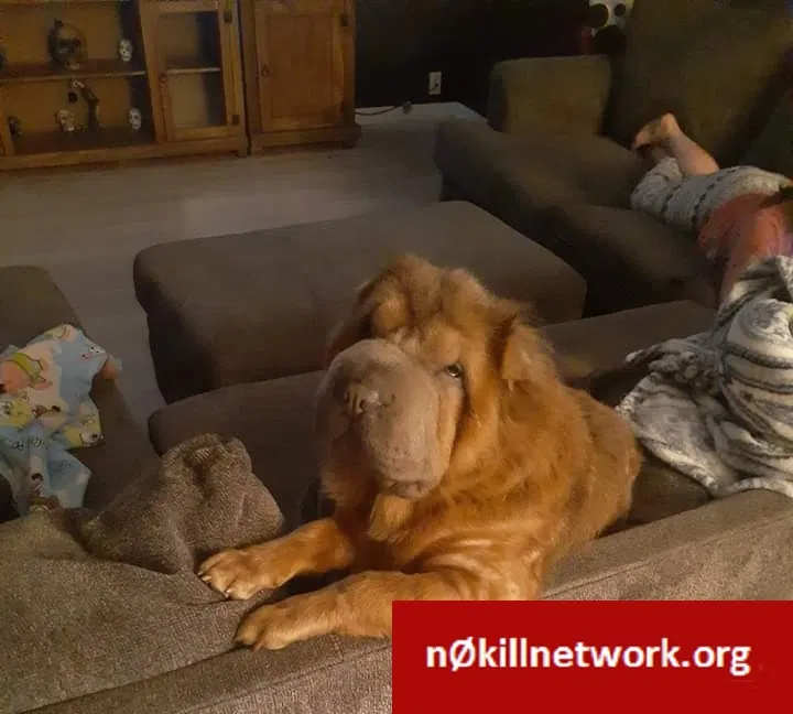 Lost dog in Lakeland, FL, 33810