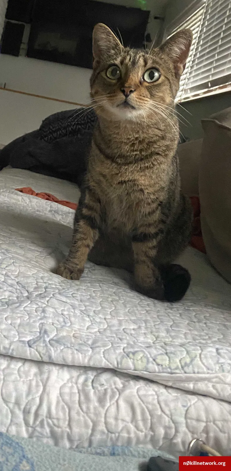 Lost cat in Prospect Heights, IL, 60070