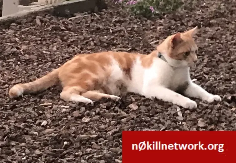 Lost cat in Belvedere Tiburon, CA, 94920