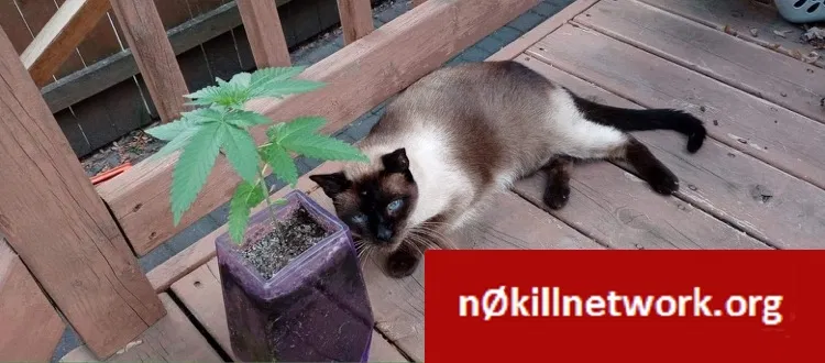 Lost cat in Lincoln Park, MI, 48146
