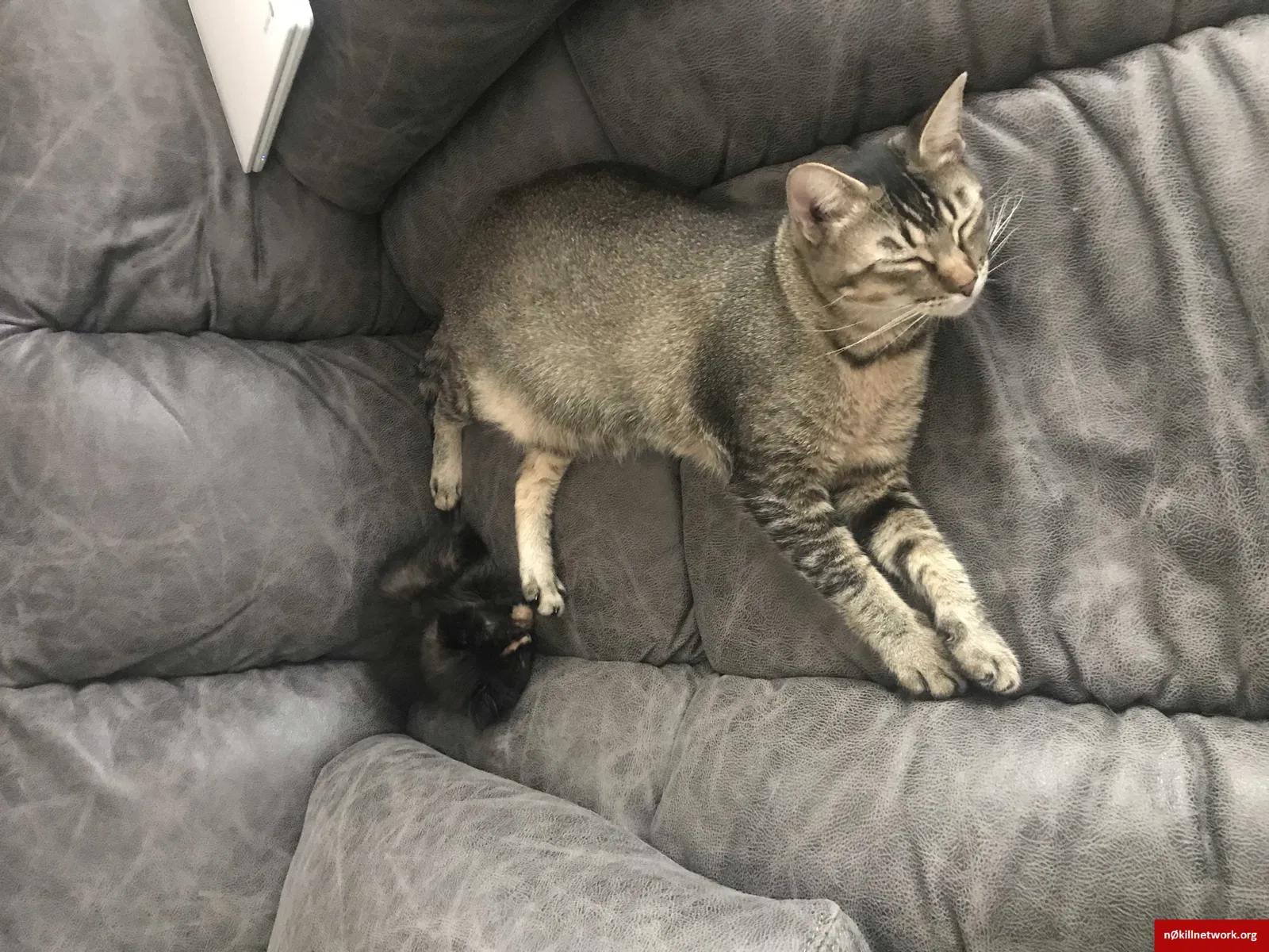 Lost cat in Sunset, LA, 70584