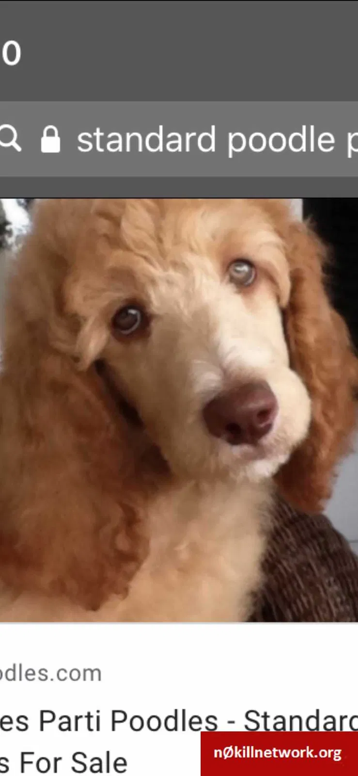Lost dog in Farmington, NM, 87401