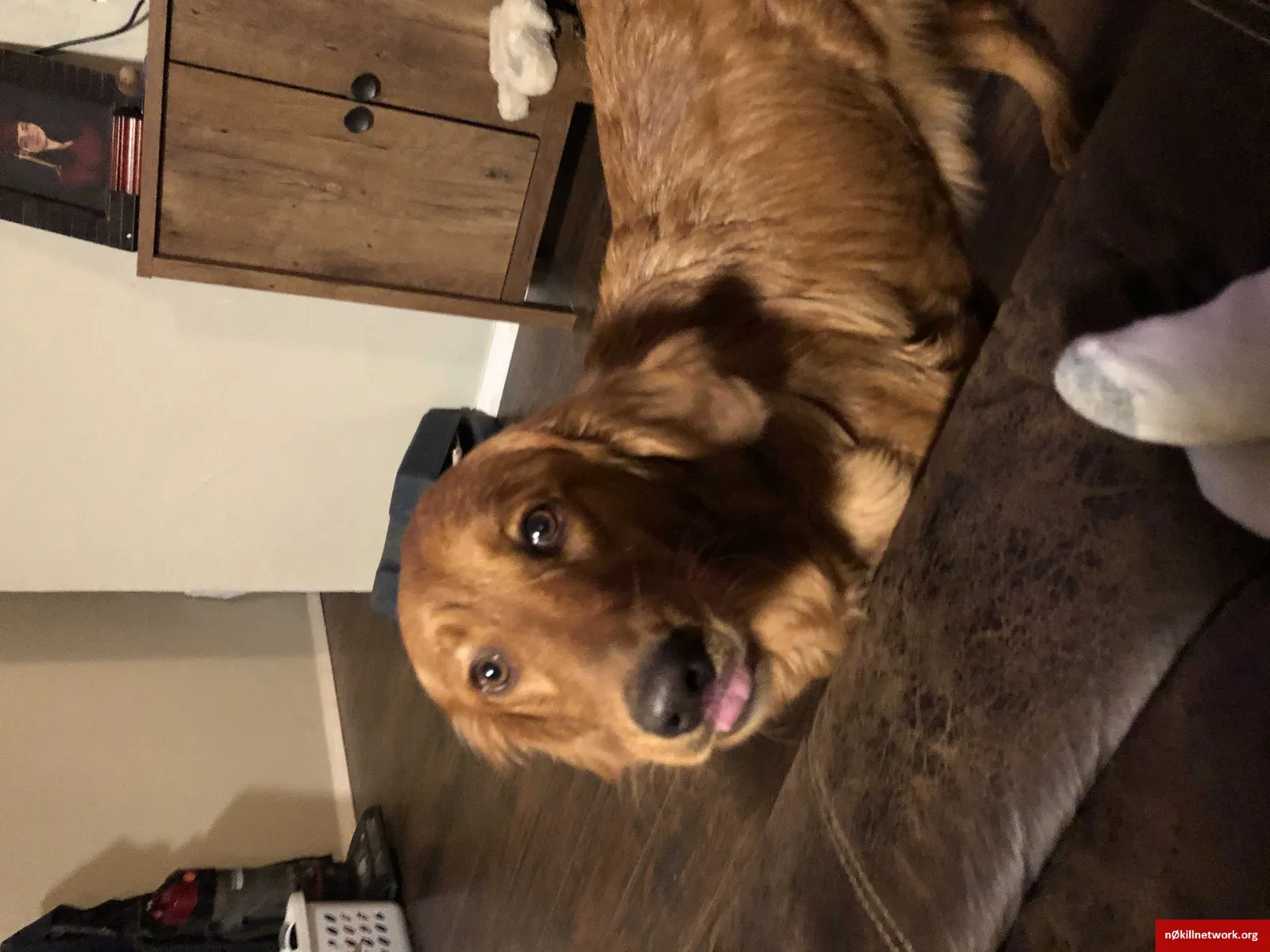 Lost dog in Whitesboro, TX, 76273