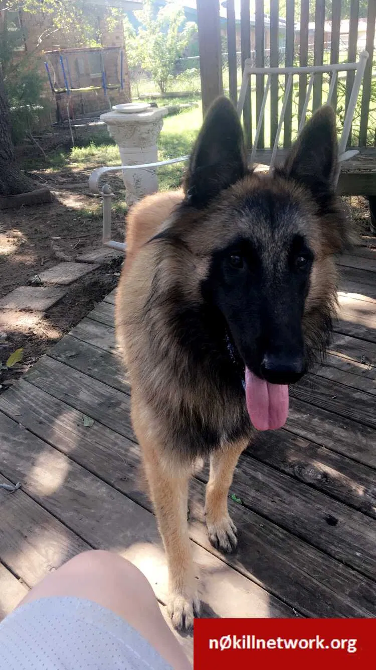 Lost dog in Bokoshe, OK, 74930