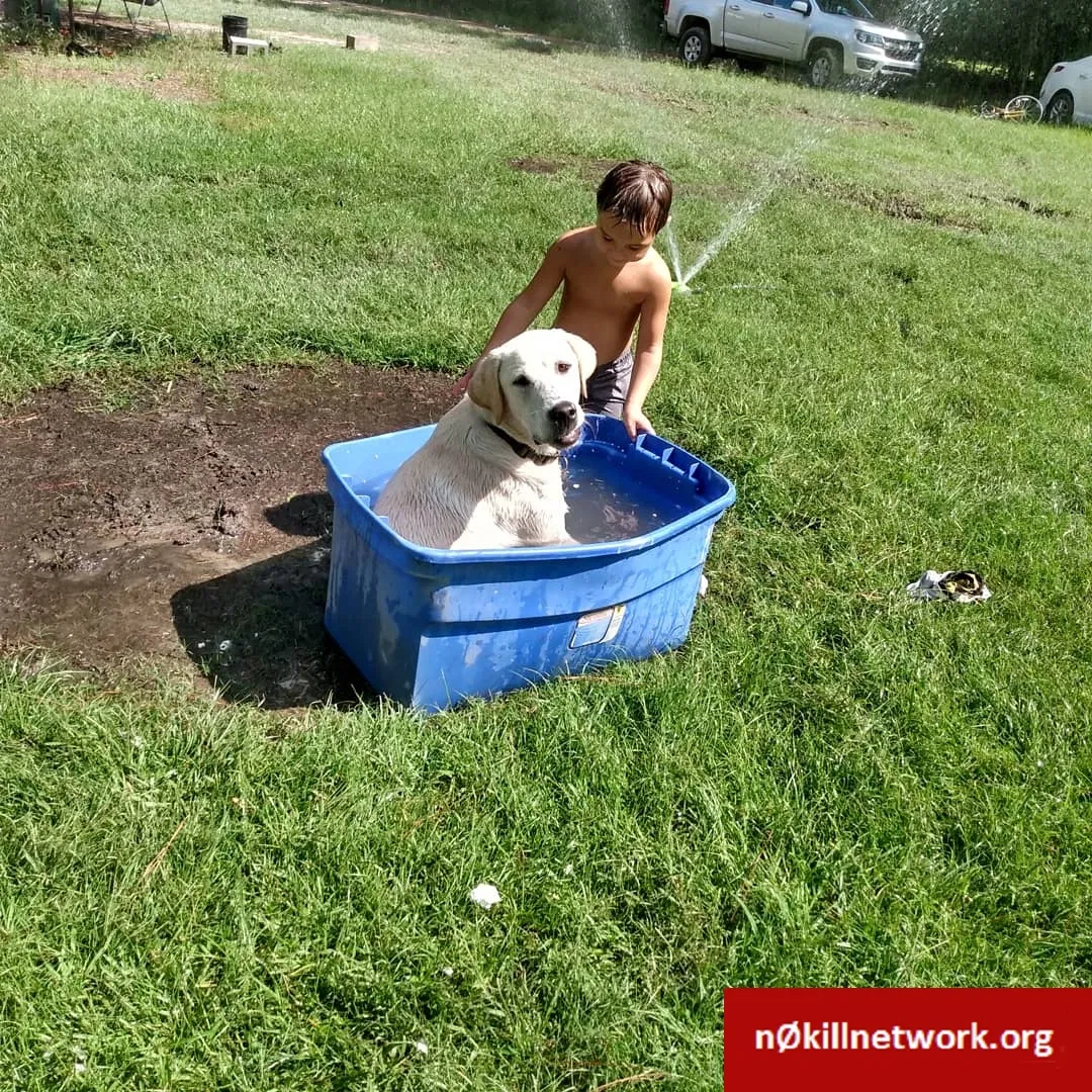 Lost dog in Ponchatoula, LA, 70454