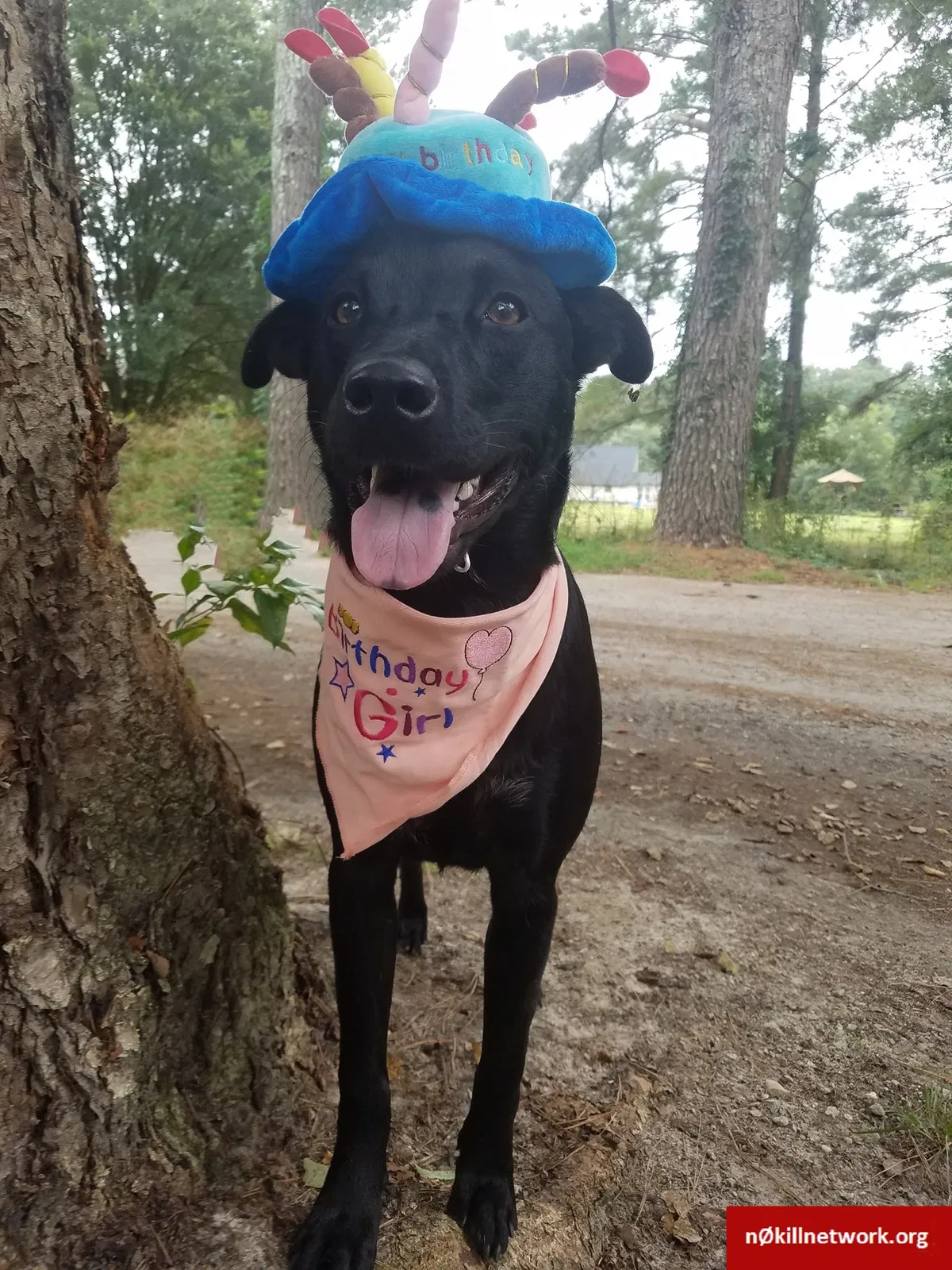 Lost dog in Sumter, SC, 29150