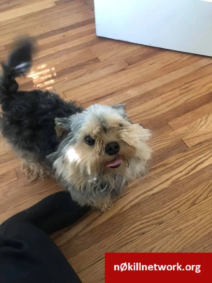 Found dog in Atlanta, GA, 30310