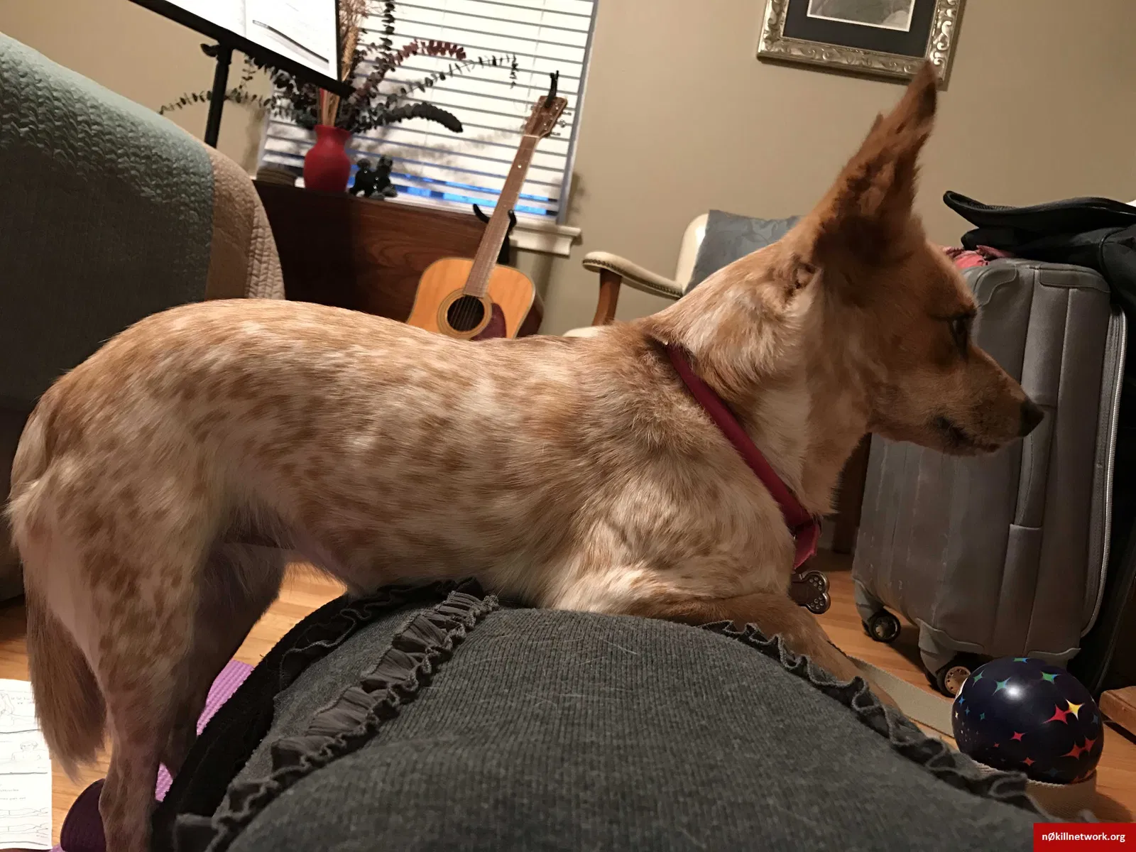 Lost dog in Albuquerque, NM, 87108