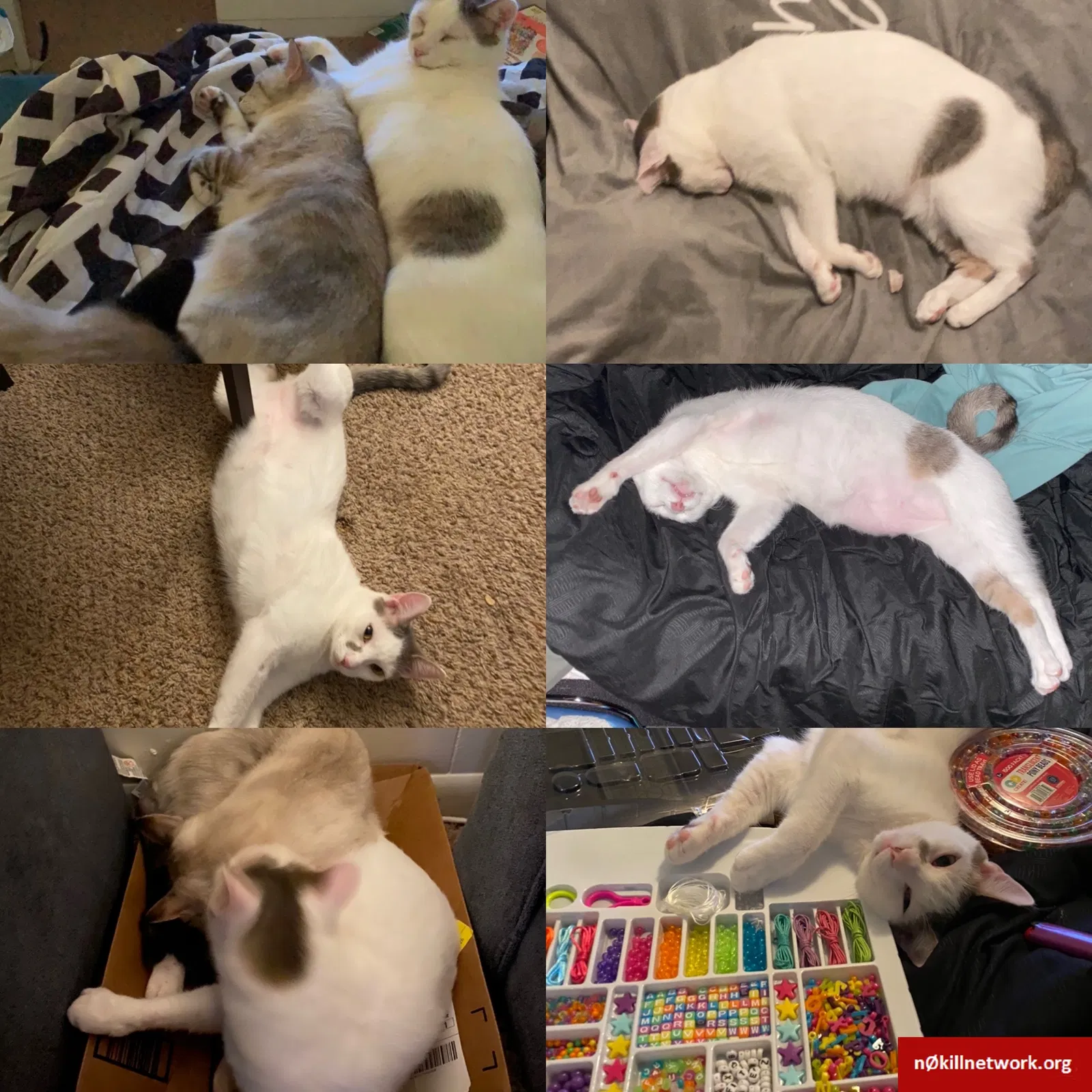 Lost cat in Temple, TX, 76501