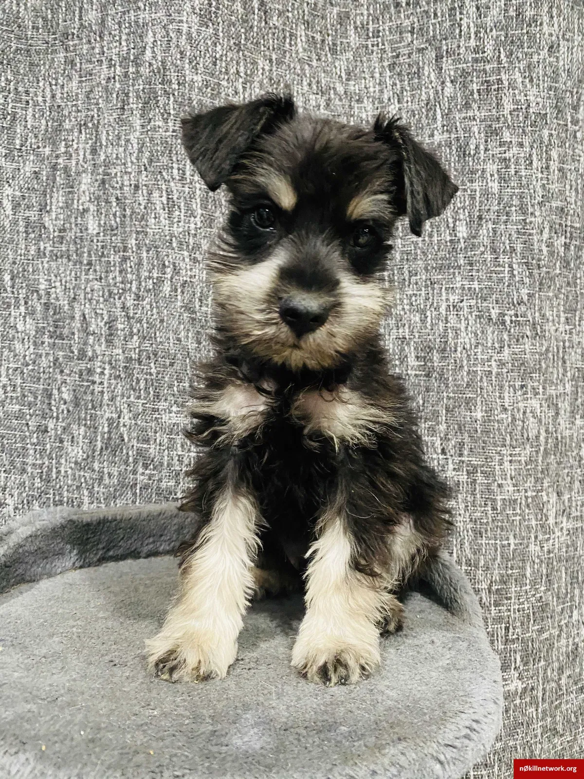 Lost dog in Canoga Park, CA, 91304