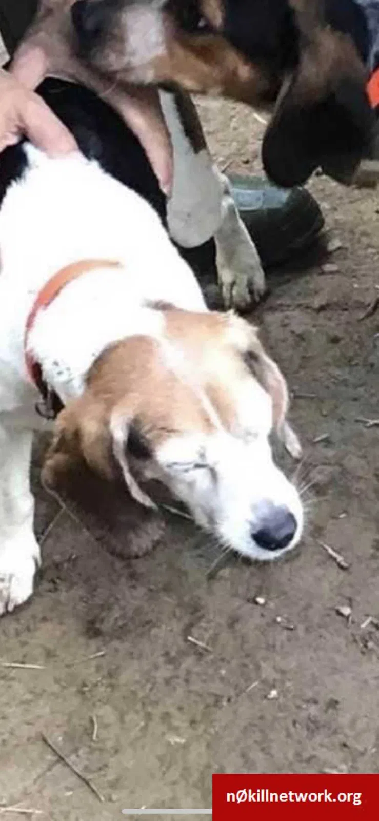 Lost dog in Ellwood City, PA, 16117