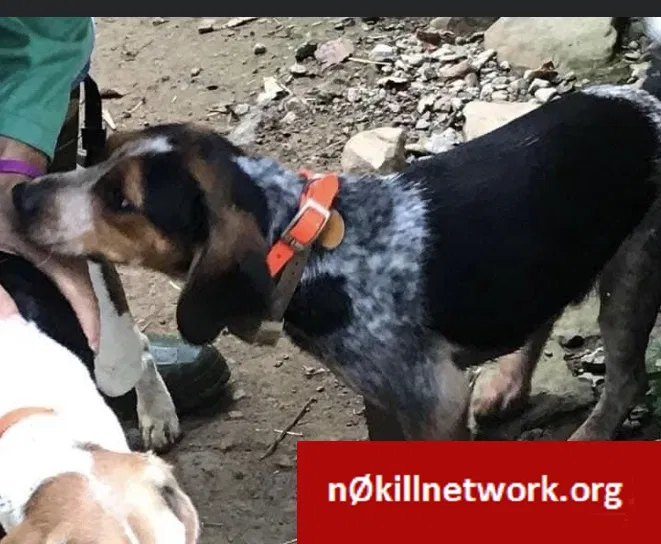 Lost dog in Ellwood City, PA, 16117