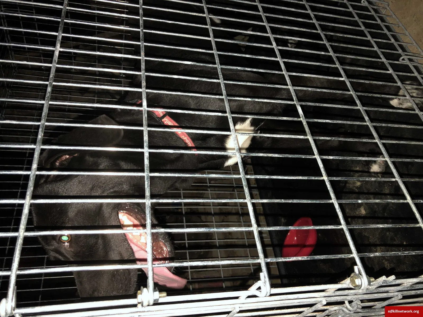 Found dog in Columbia, SC, 29203