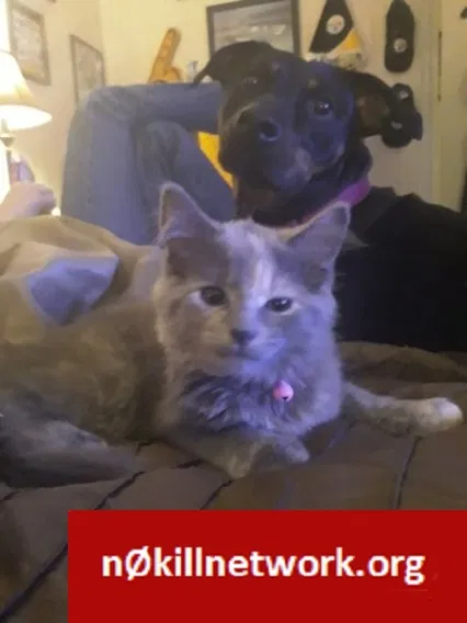 Lost cat in Pittsburgh, PA, 15223