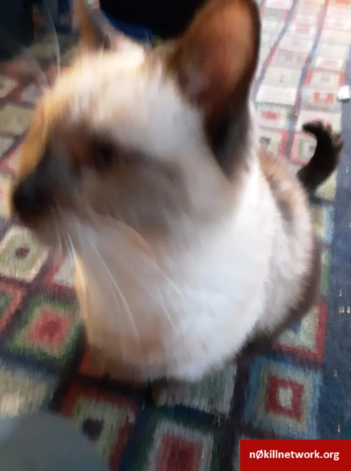 Lost cat in Greensburg, PA, 15601