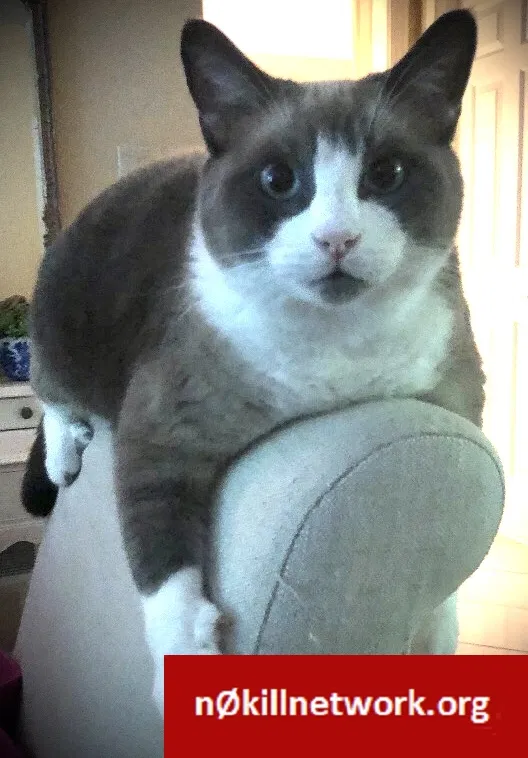 Lost cat in Frankfort, IL, 60423