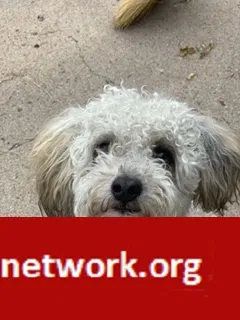 Lost dog in Denver, CO, 80239