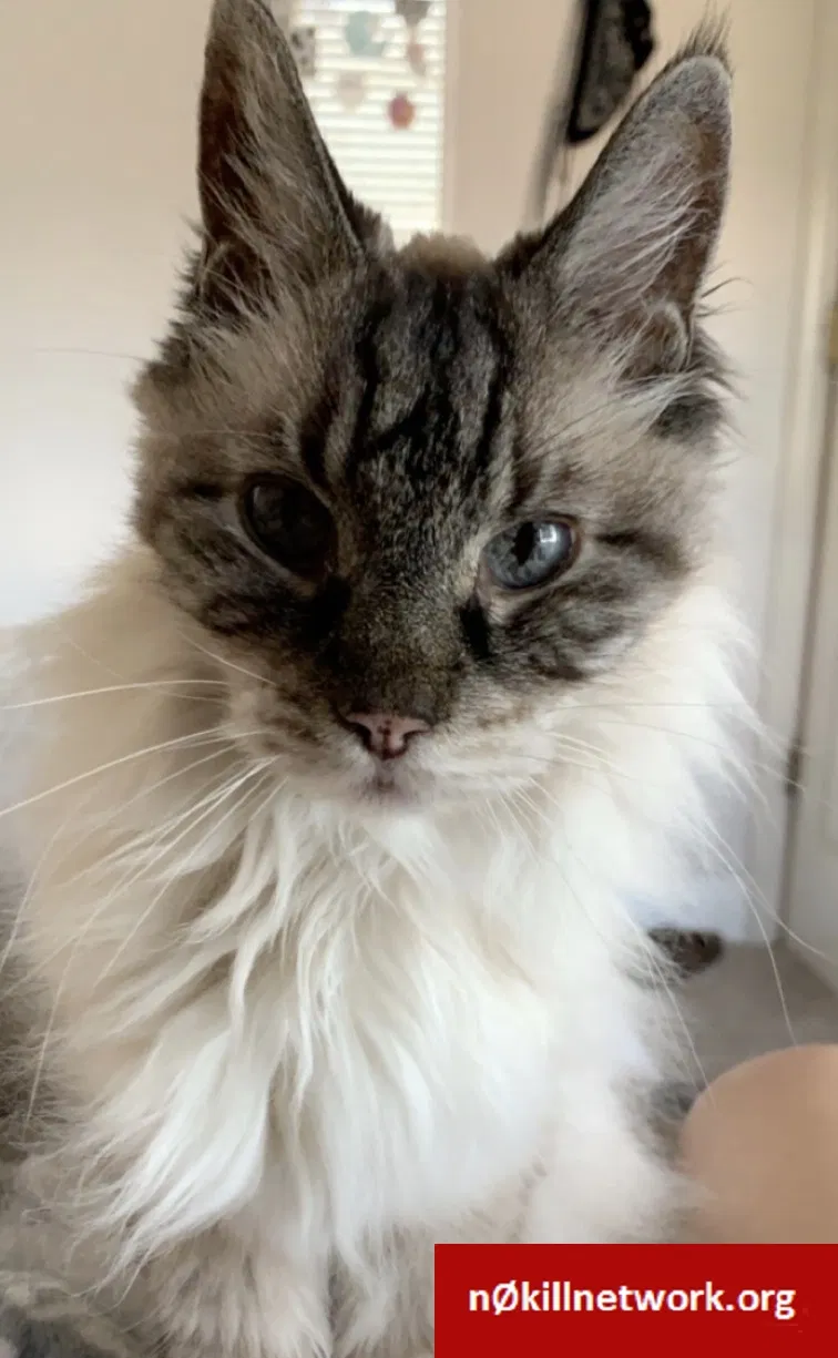 Lost cat in Sacramento, CA, 95829
