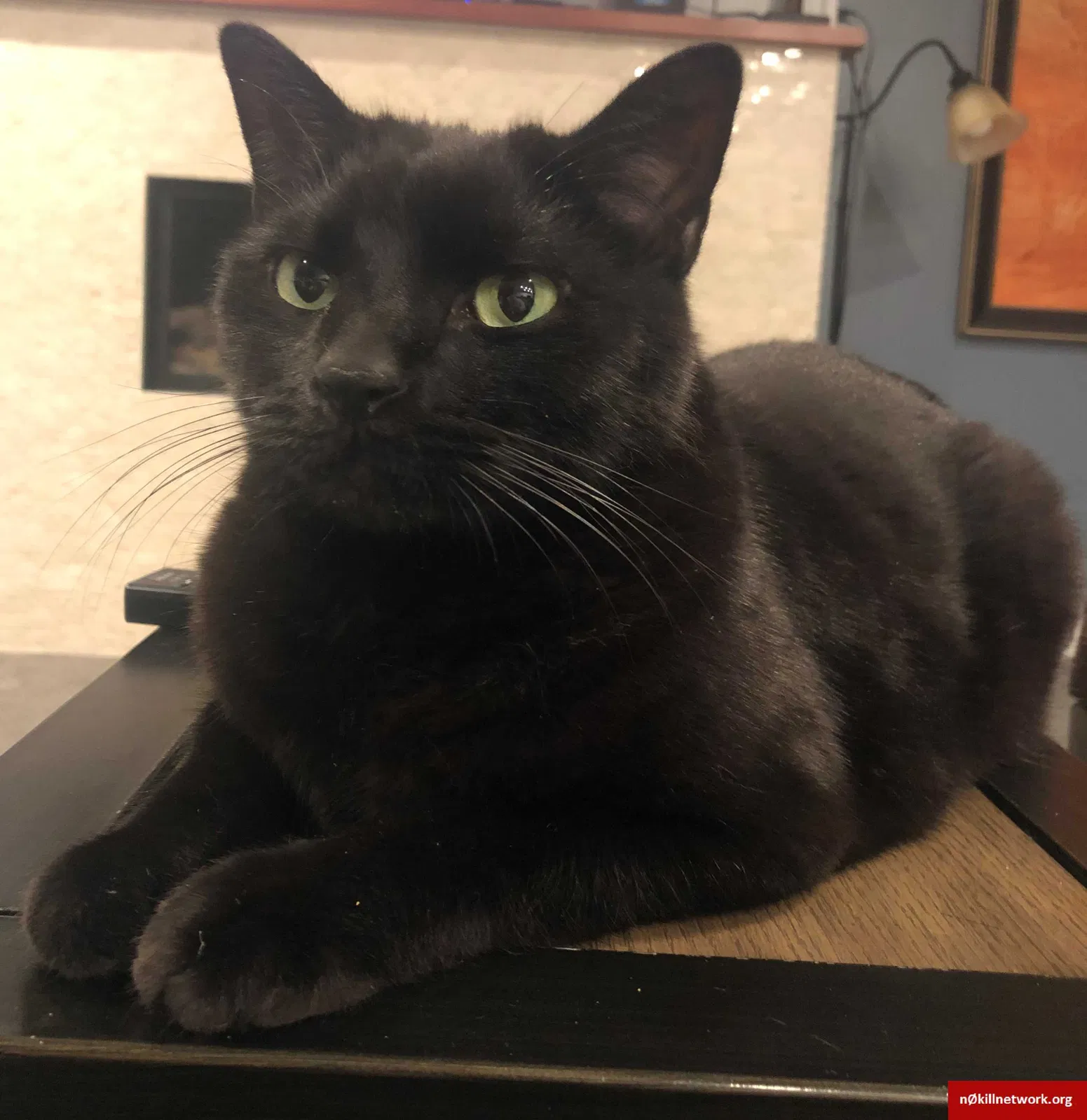 Lost cat in Draper, UT, 84020