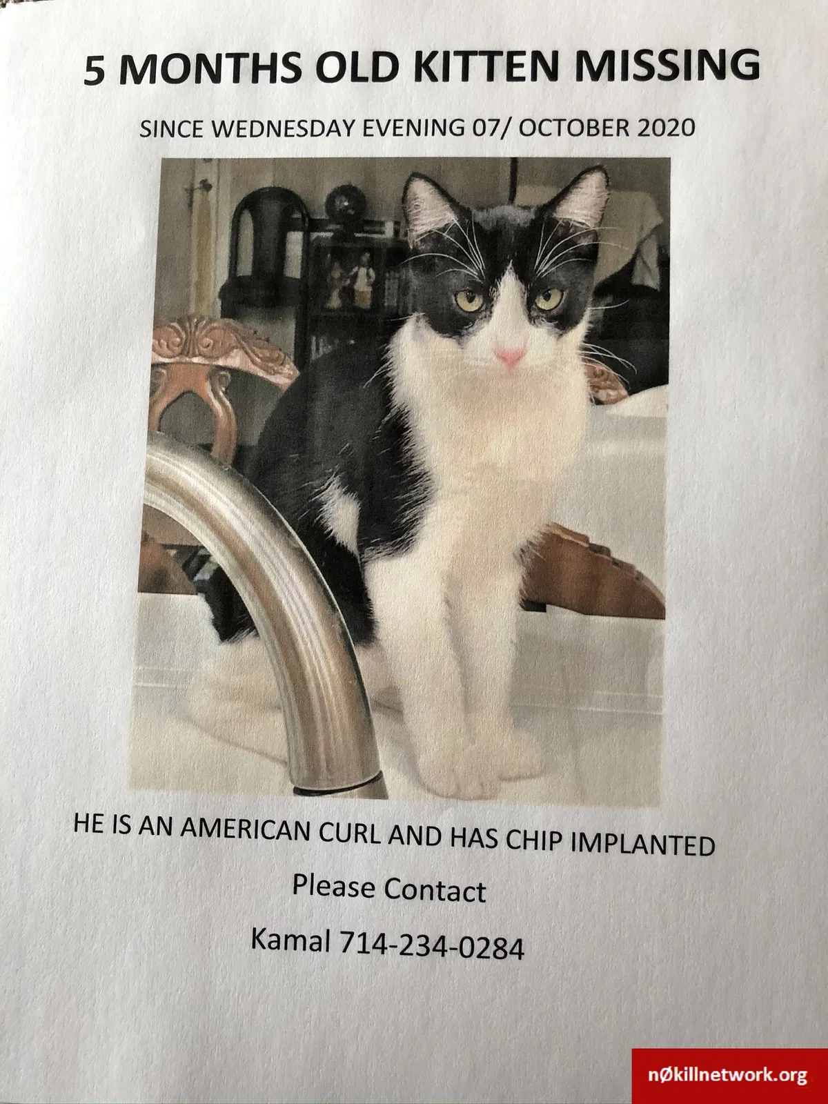 Lost cat in La Habra, CA, 90631