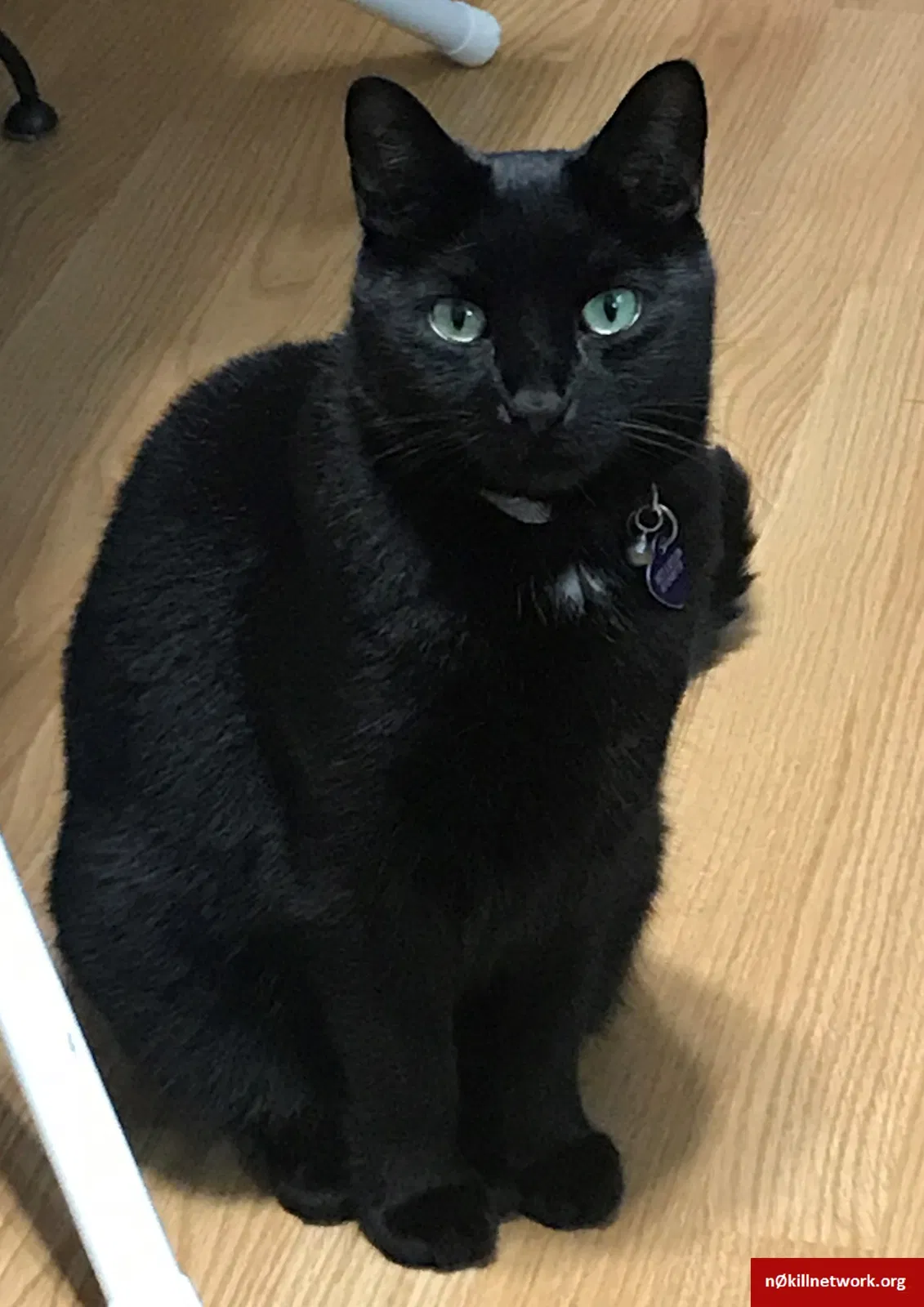 Lost cat in Columbus, OH, 43229