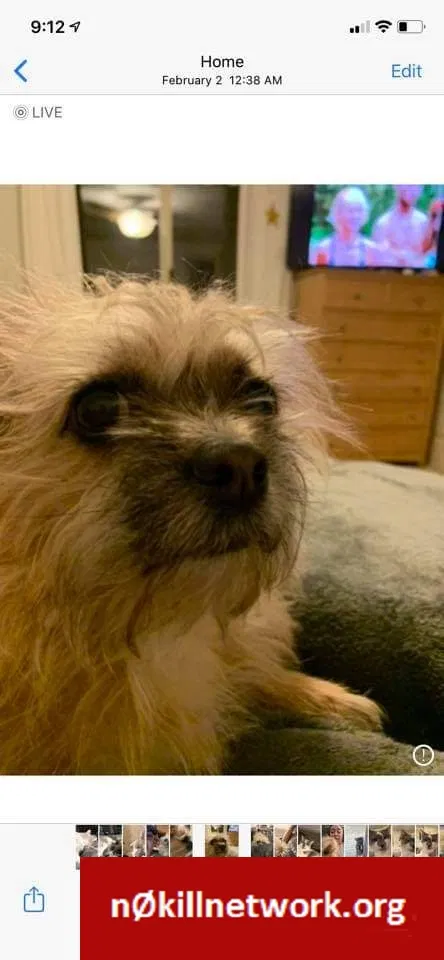 Lost dog in Phenix City, AL, 36870