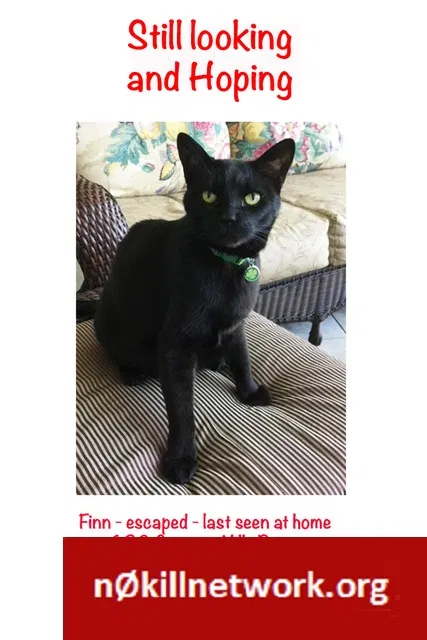 Lost cat in Okatie, SC, 29909