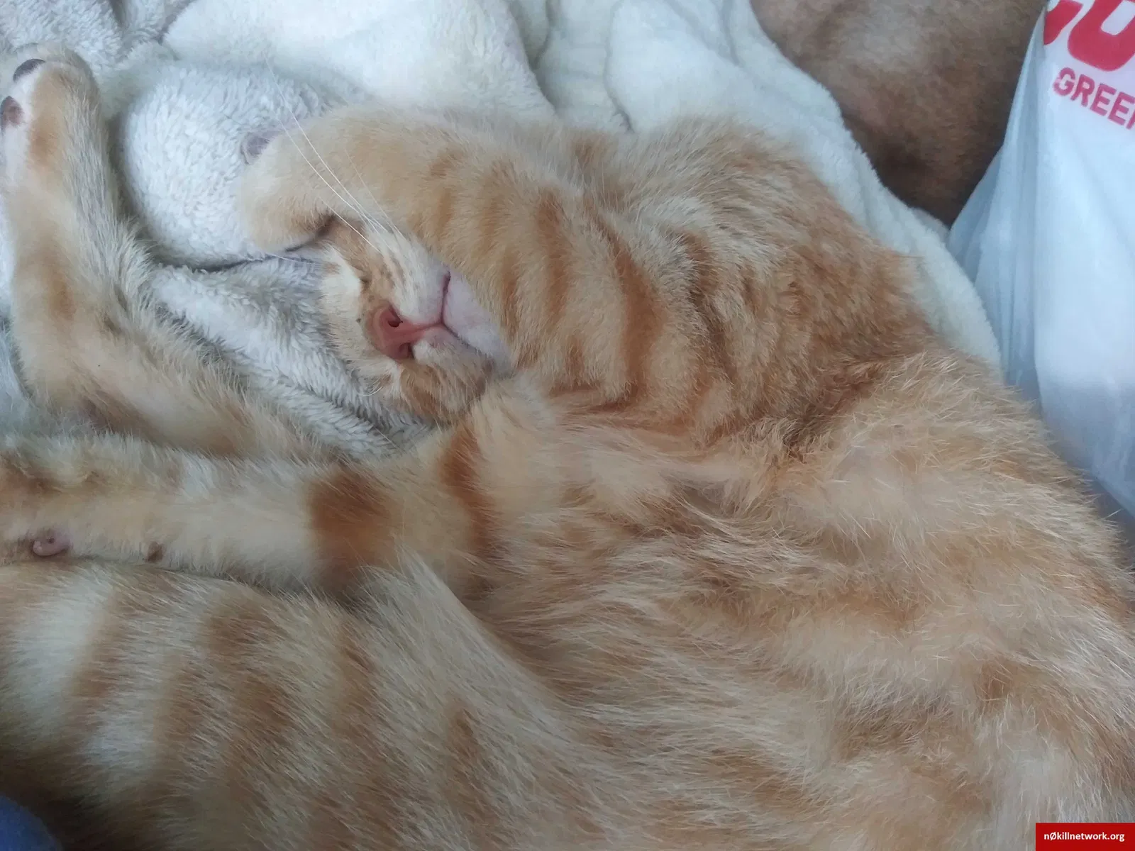 Lost cat in Gastonia, NC, 28054
