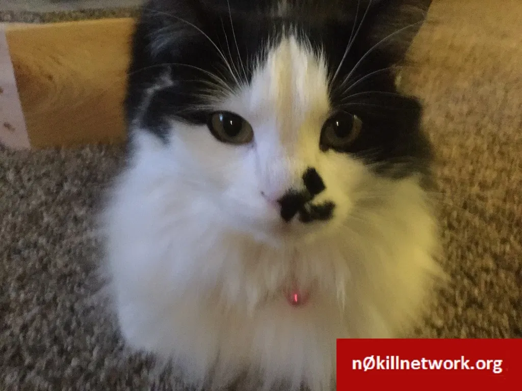 Lost cat in Port Orange, FL, 32129