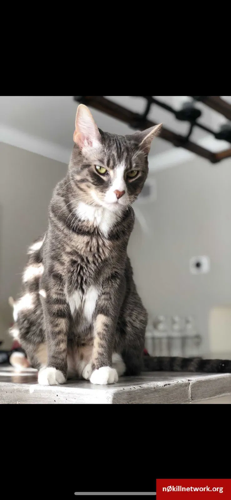 Lost cat in Naperville, IL, 60564