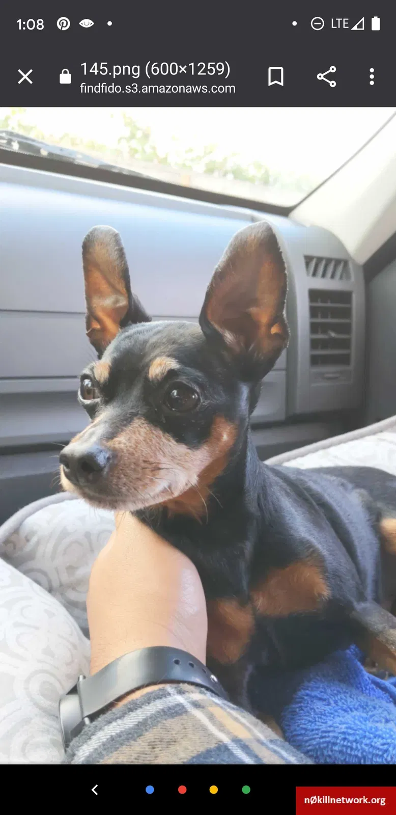 Lost dog in Portland, OR, 97266