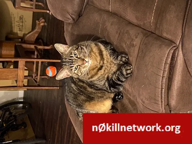 Lost cat in New Port Richey, FL, 34652