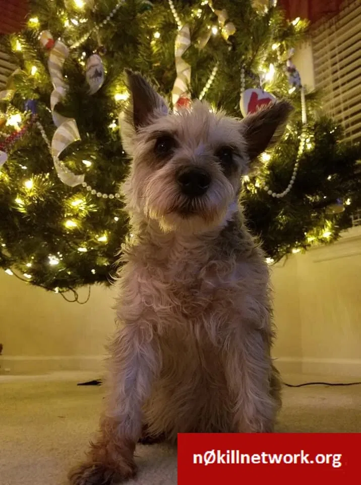 Lost dog in Murfreesboro, TN, 37128