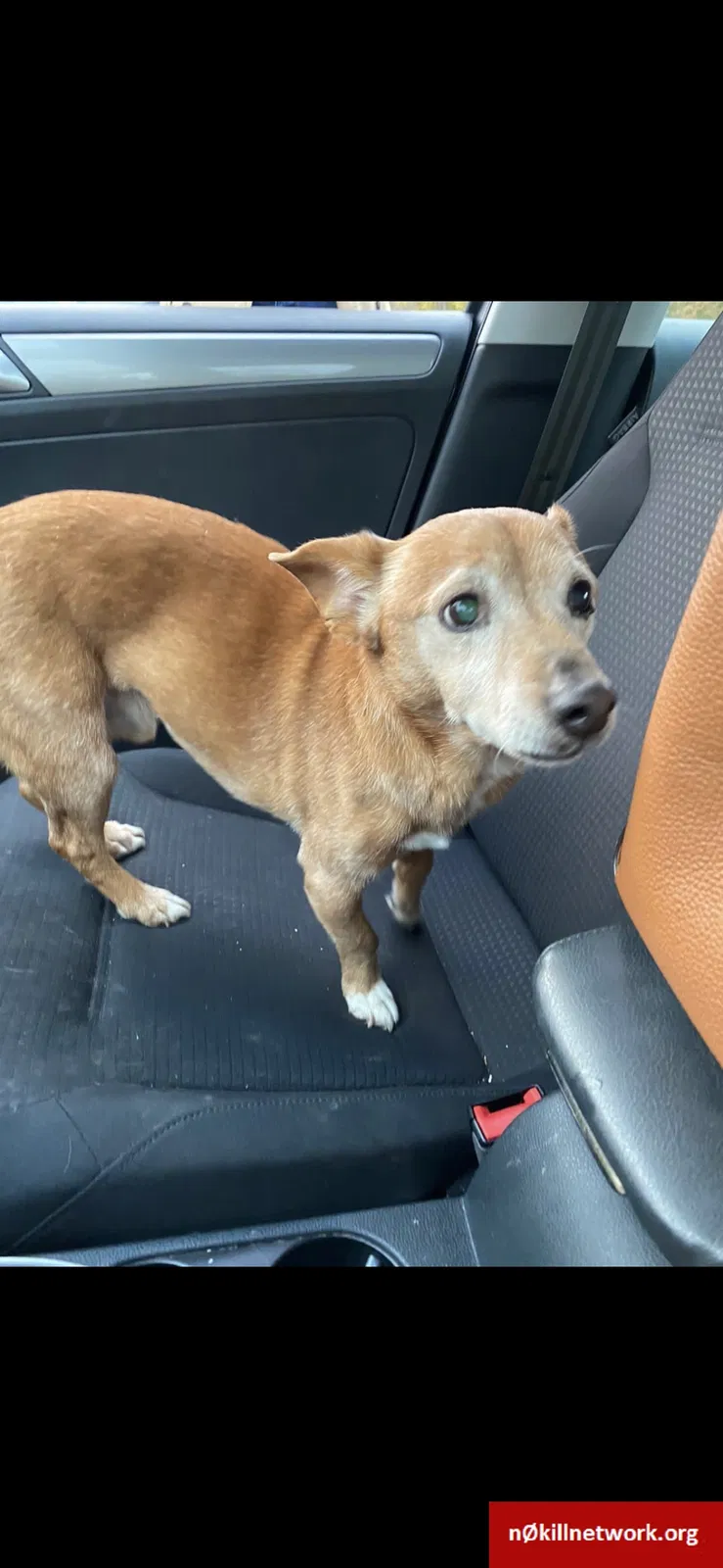 Found dog in Dunbar, WV, 25064