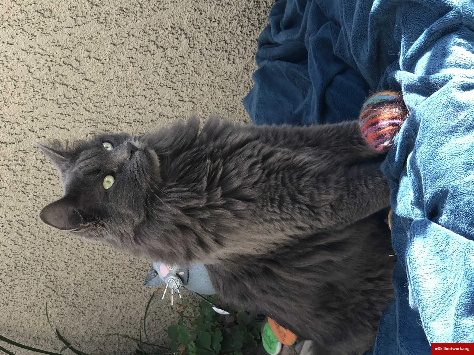 Found cat in Roseville, CA, 95678
