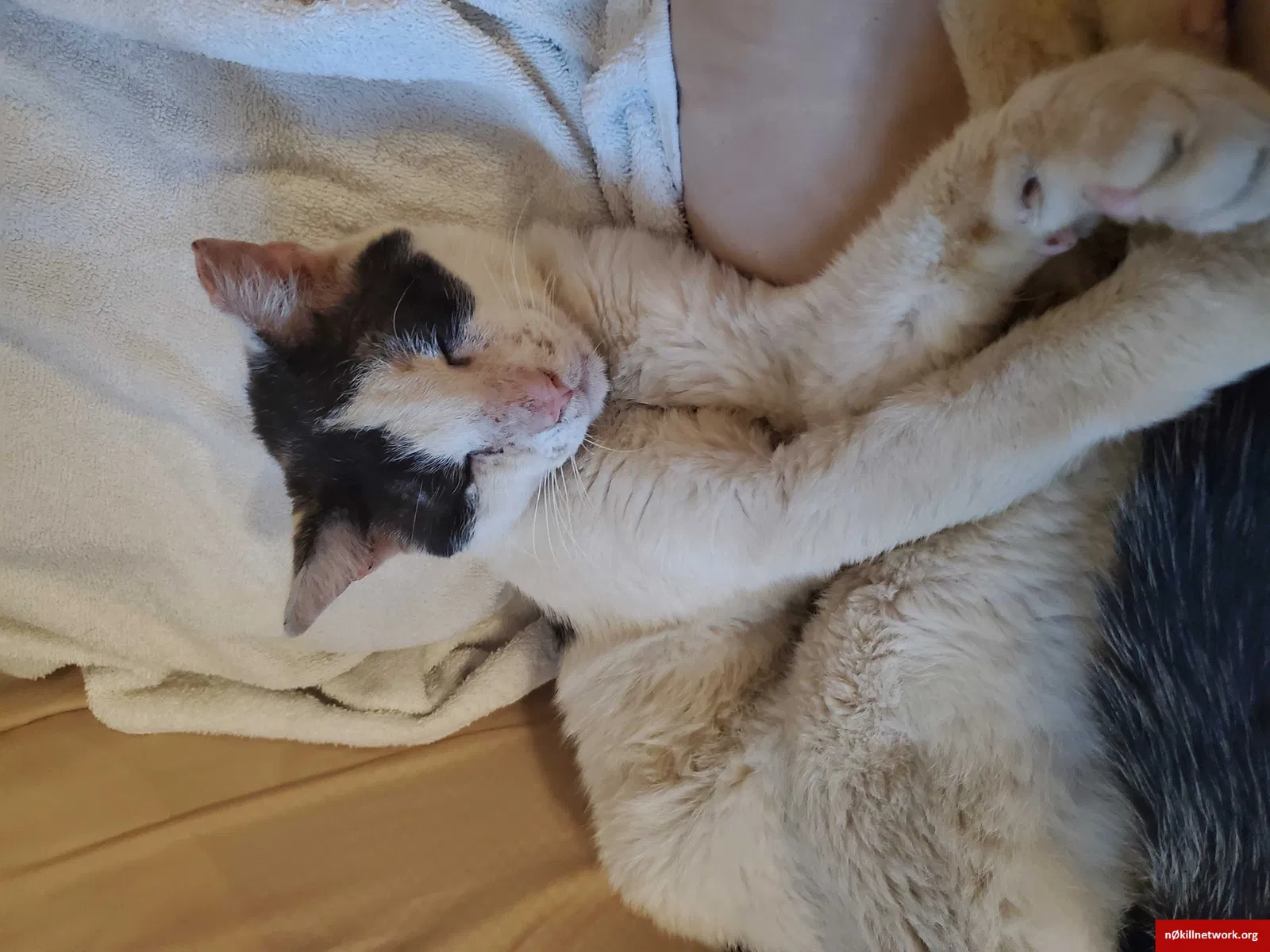 Lost cat in Bronx, NY, 10459